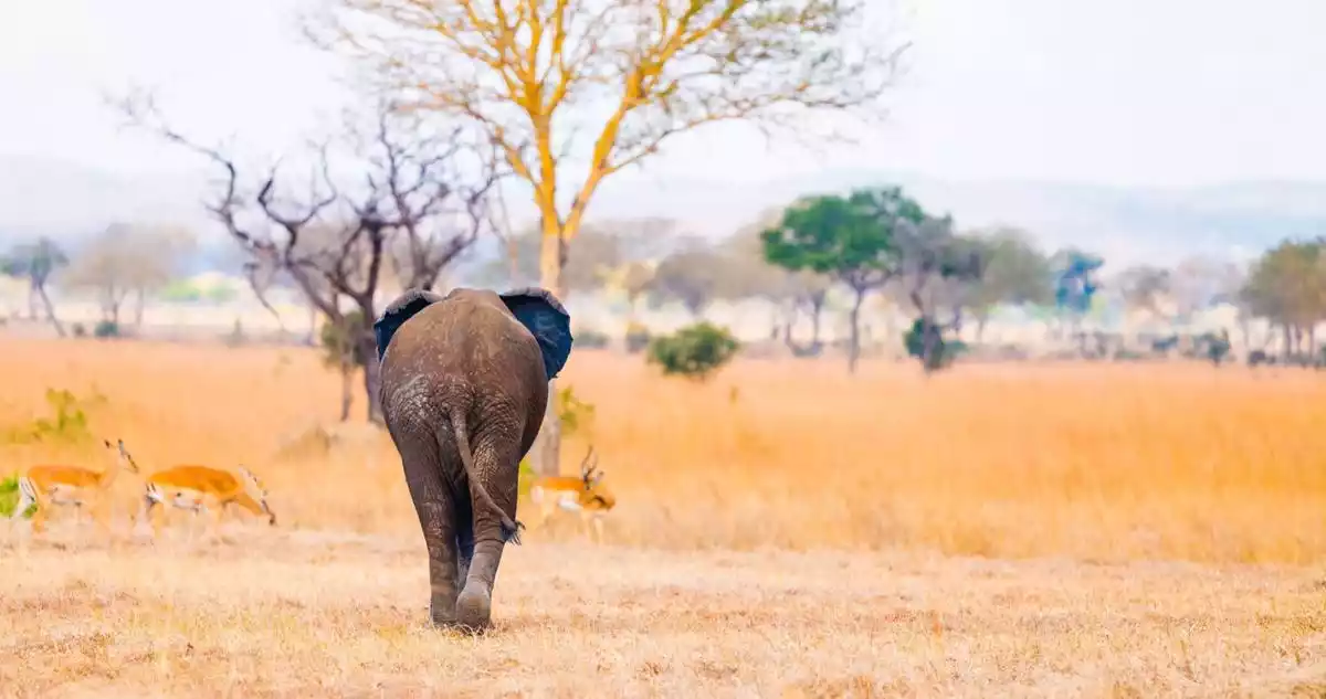 Elephants and Impala at Selous National Park: Best Time to Visit for Wildlife Viewing