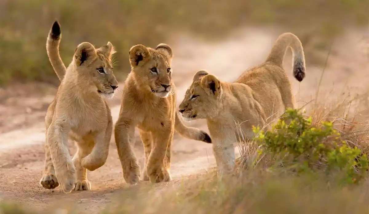 Lion Cubs in Selous Game Reserve: Exploring Biodiversity and Wildlife