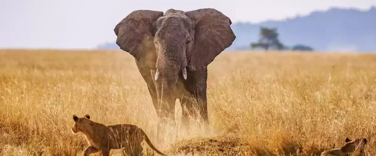 Elephant and lions encounter in Serengeti National Park, Tanzania. Big 5 Safari Animals.