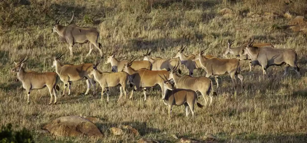 Hirola Antelope grazing in Selous Game Reserve – Discover the unique wildlife of Tanzania.