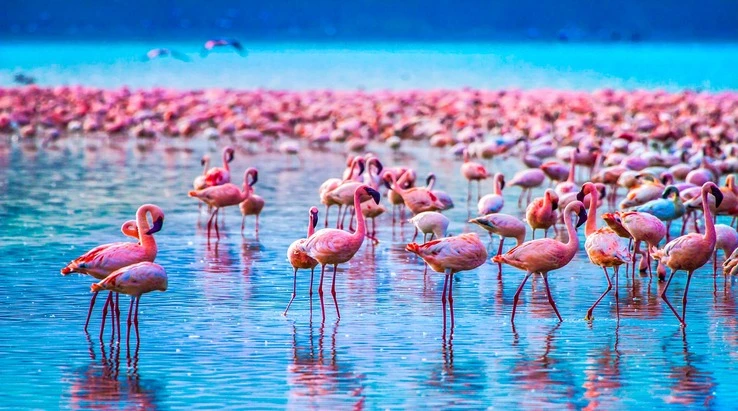 Vibrant birdlife in Lake Manyara National Park - JM Tours