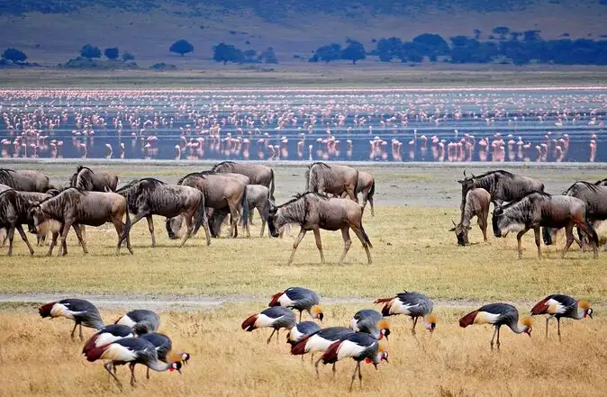 A flock of flamingos and wildebeests in the beautiful setting of Lake Manyara National Park, Tanzania.