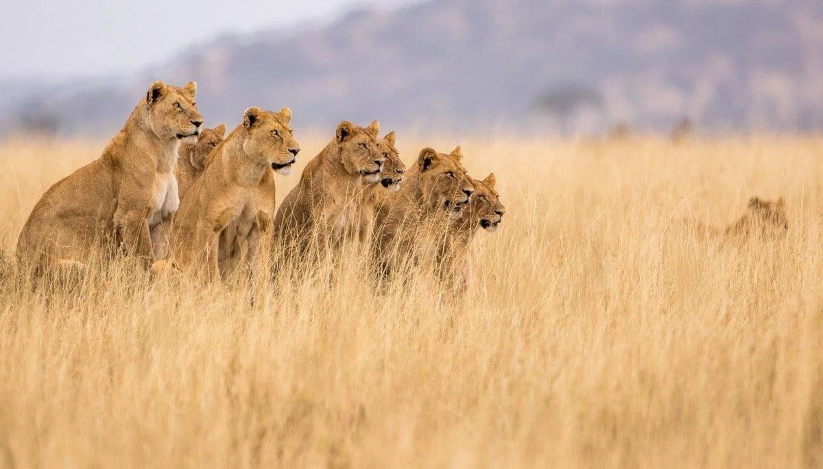 Group of lions in Lake Manyara National Park - JM Tours