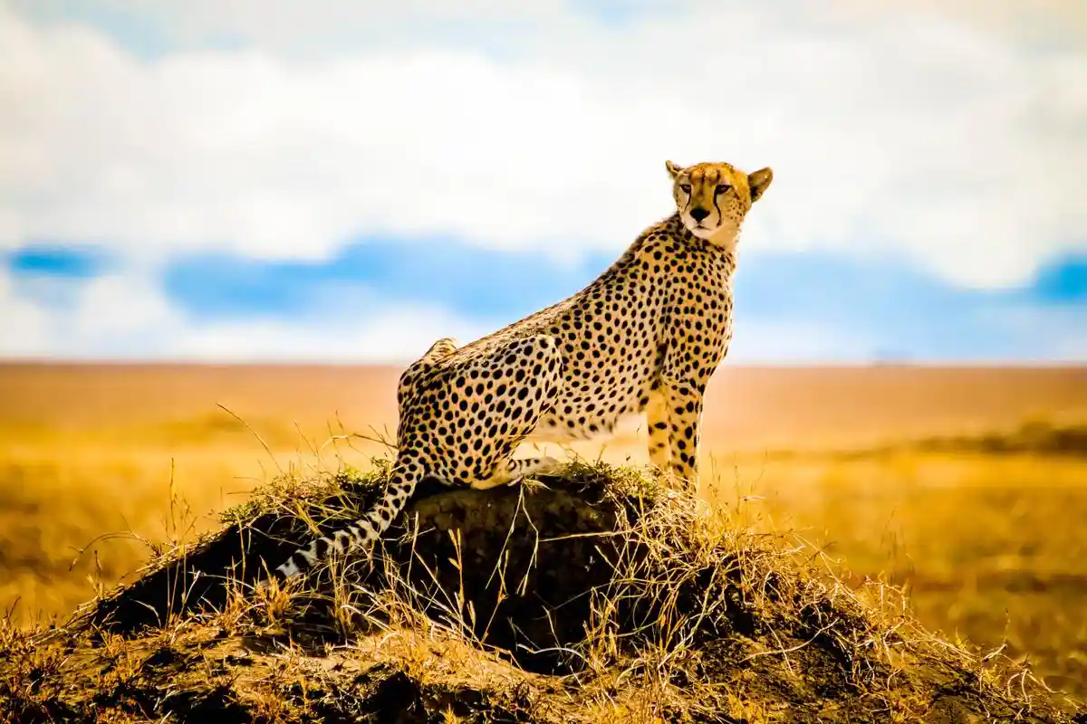 Leopard sighting in Lake Manyara National Park - JM Tours