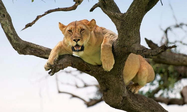 Lion resting in a tree amidst Lake Manyara National Park's vegetation - JM Tours