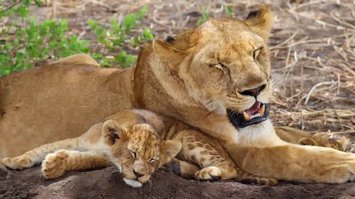 Lion and cubs in Lake Manyara National Park - JM Tours