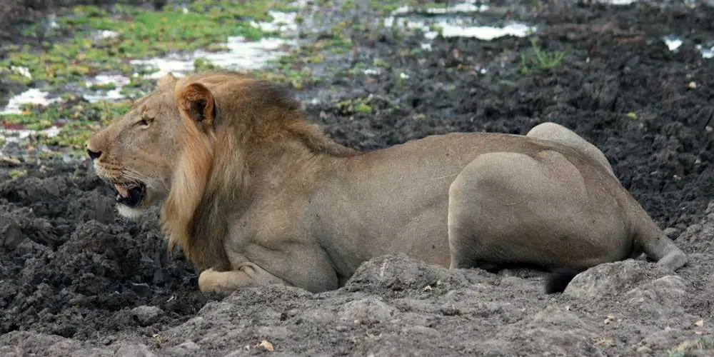 Majestic lion in Selous Game Reserve – Witness the King of the Jungle in Tanzania's wilderness.