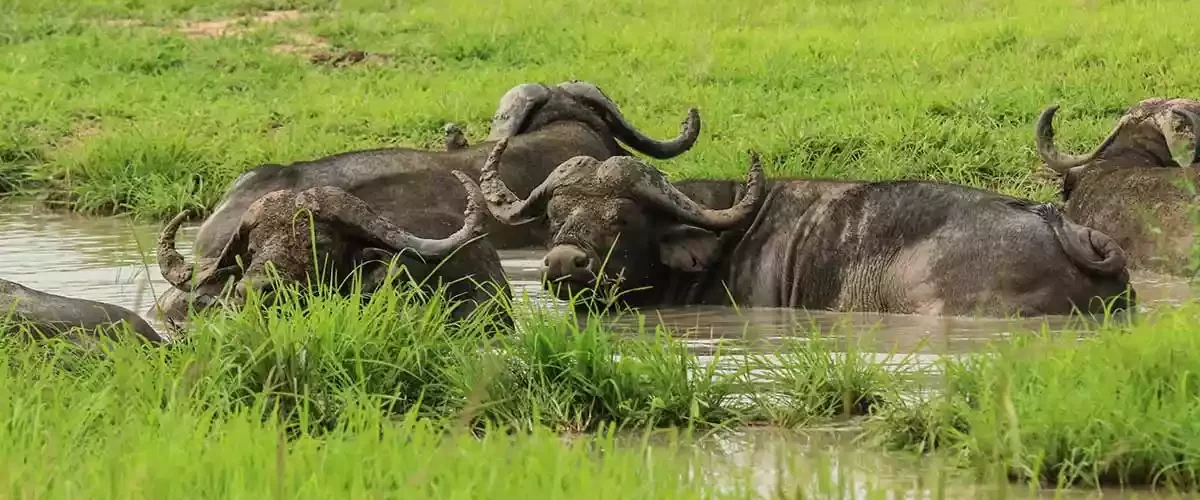 A herd of buffalos near a river in Mikumi National Park.