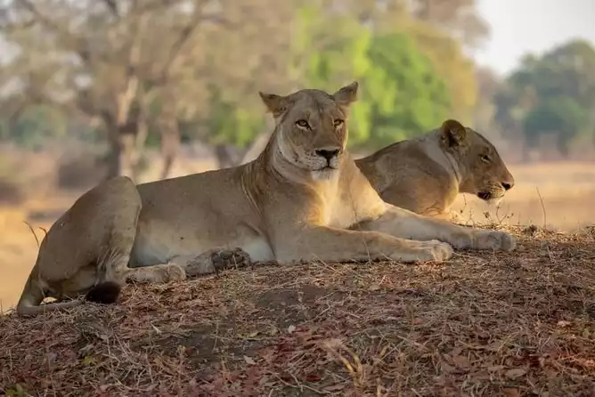 Queens of the Savanna: Female Lions in Mikumi National Park