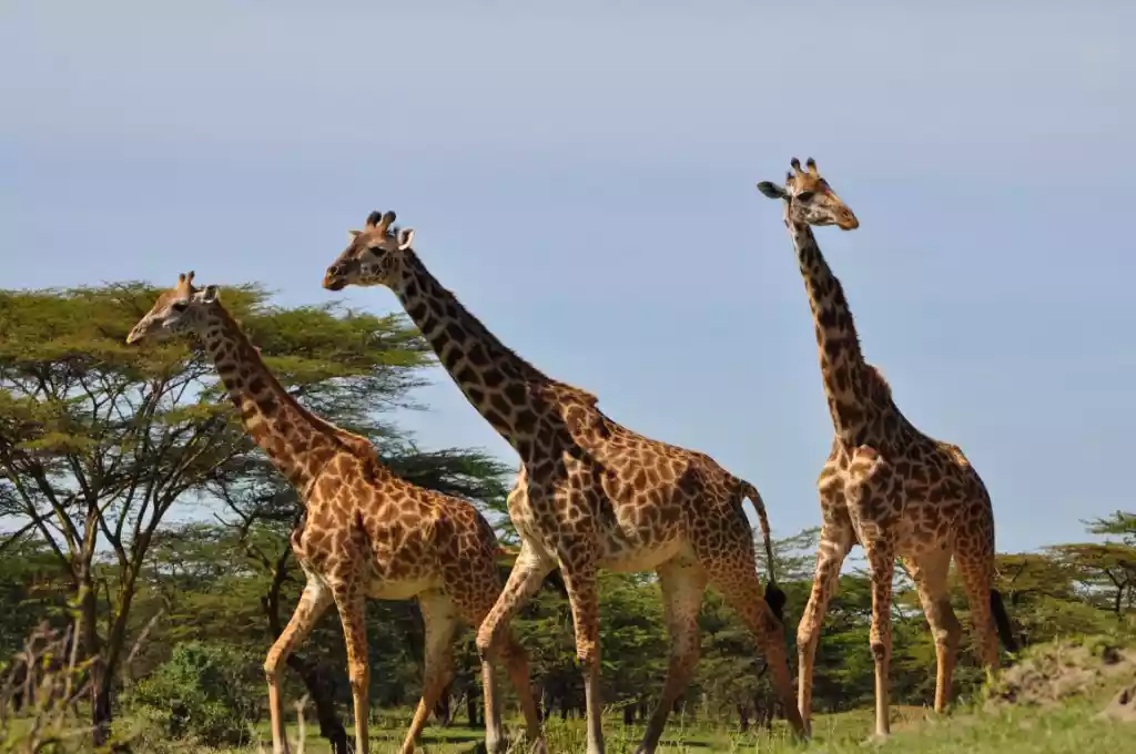 A majestic giraffe standing tall in Mikumi National Park.