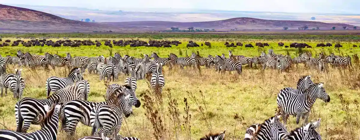 Zebras and buffalos in Mikumi National Park during the months of May to November.