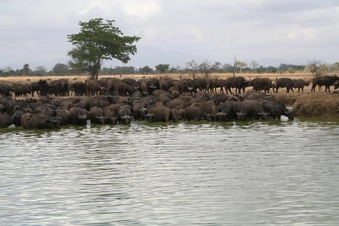 Buffalos drinking water from the Mkata River in Mikumi National Park.