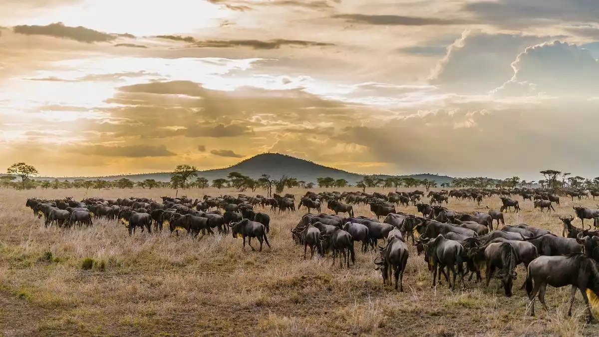 Mesmerizing Serengeti Wildebeest Migration - JM Tours