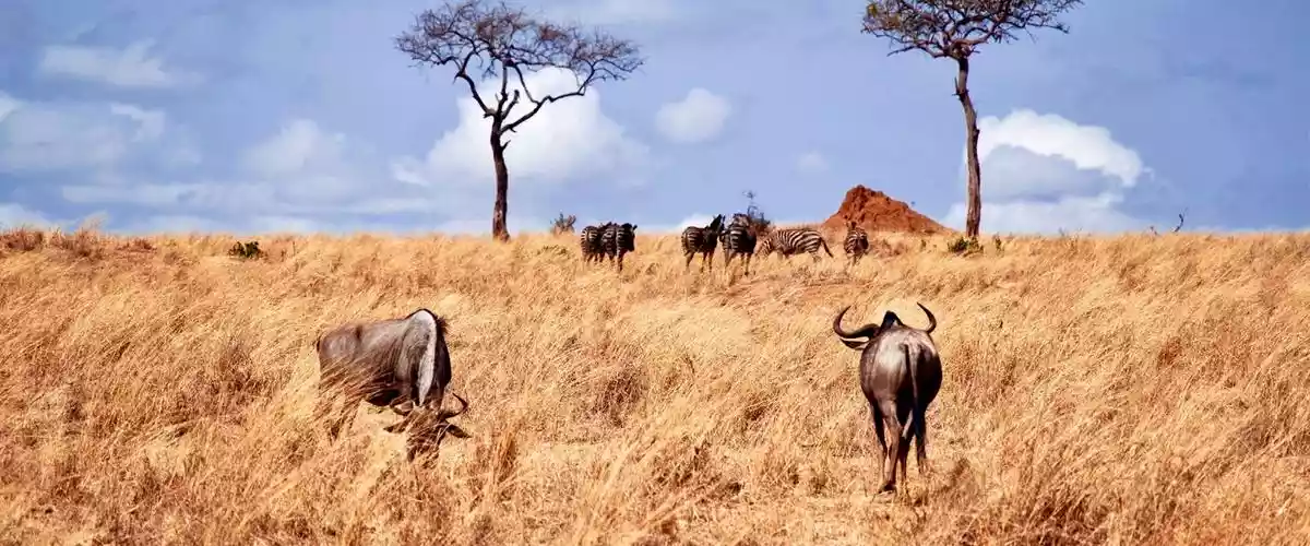 Serengeti National Park Wildlife: Wildebeest and Zebras