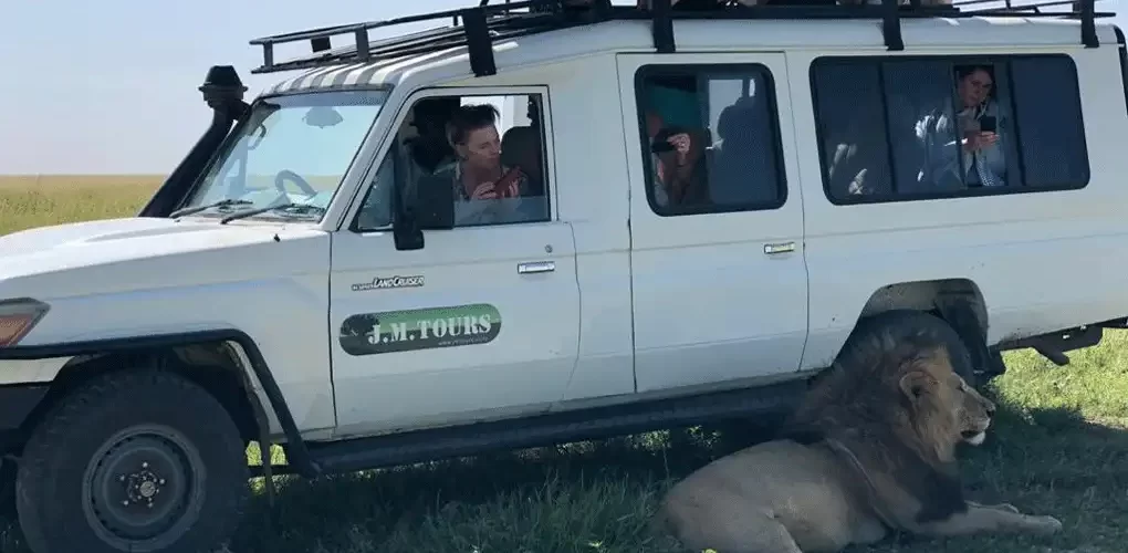 Serengeti National Park: Traveler Capturing a Lion with JM Tours