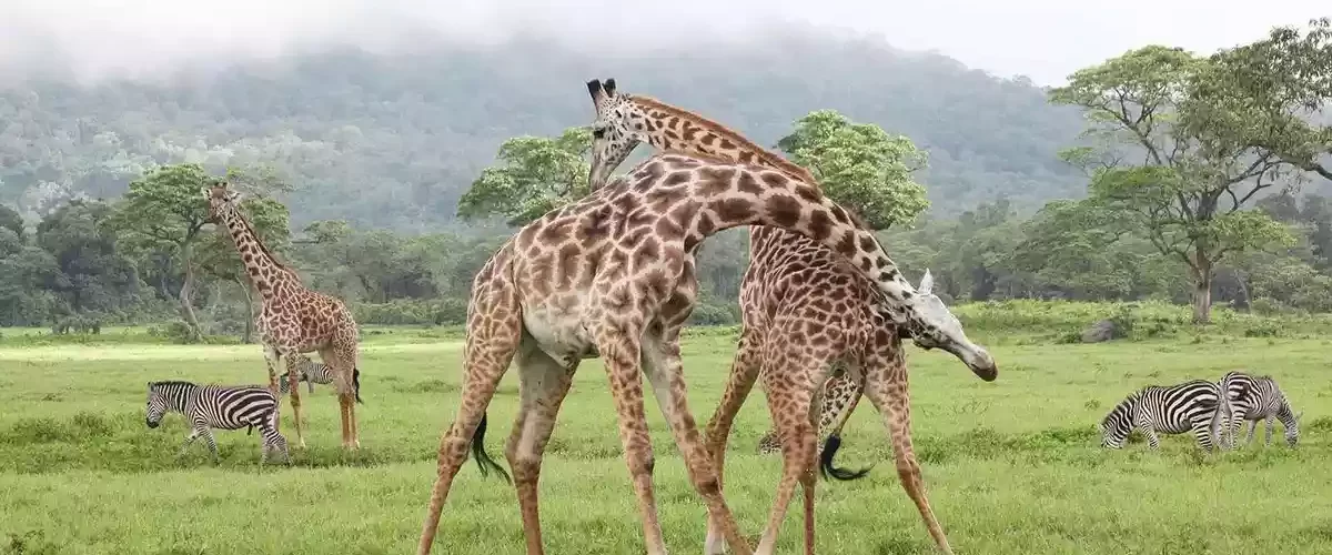 Giraffes on Tanzania's Big Five Safari: Eastern Sun Tours