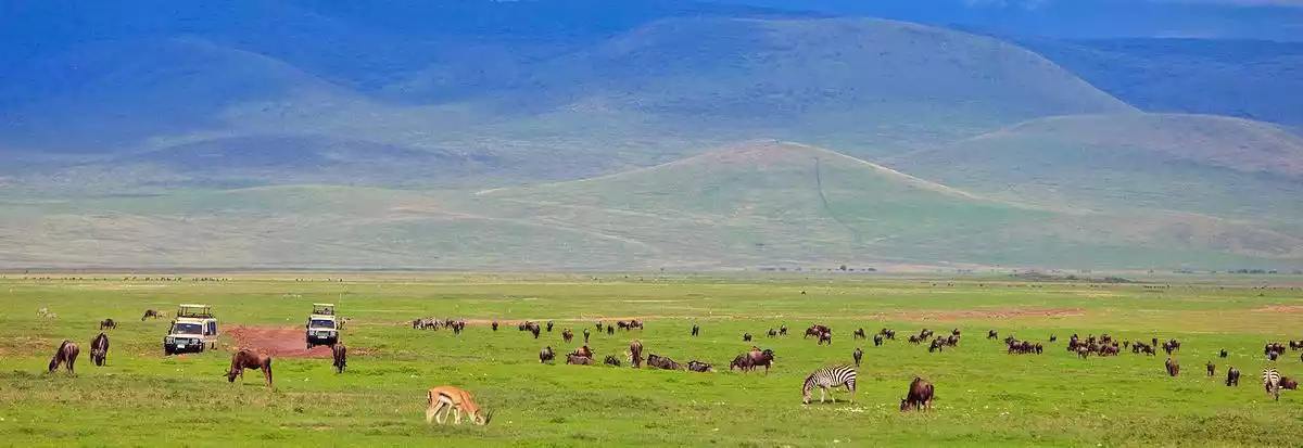 Where to Travel in Tanzania in September: Zebras and Wildebeest Grazing at Ngorongoro Crater