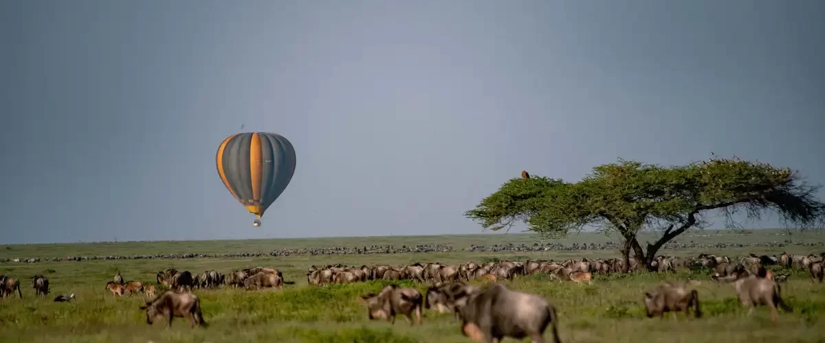 Explore Africa's Wonders with Serengeti Safari Tours: Unforgettable Wildlife Adventures and Affordable Serengeti Safari Prices Await!