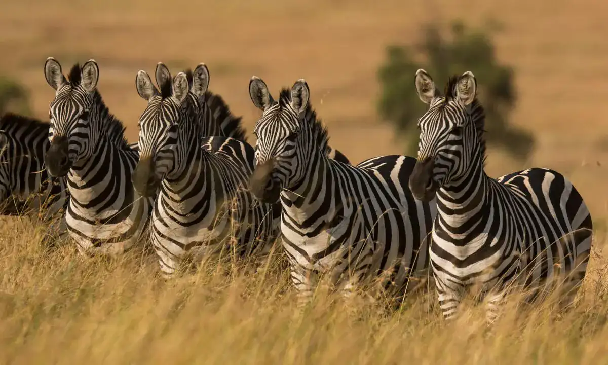 Experience animals on an interesting 2-day safari in Tanzania through Tarangire National Park and Ngorongoro Crater