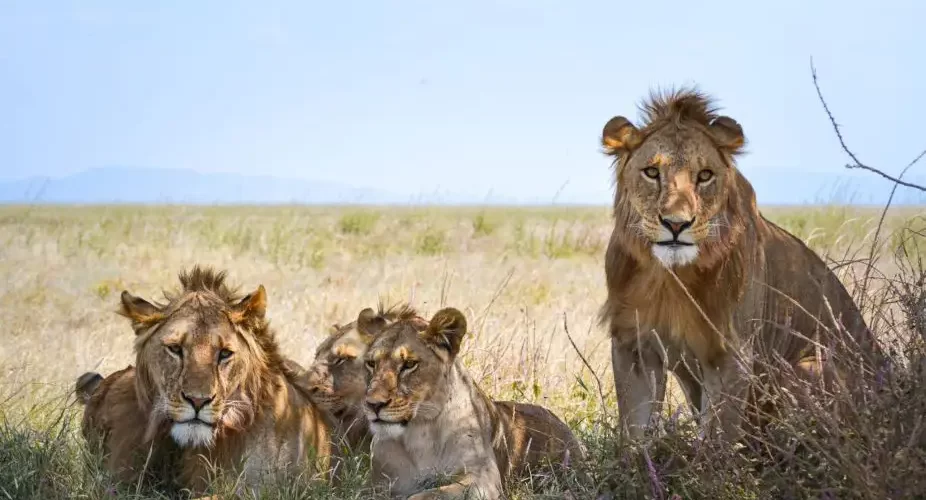 Captivating image showcasing the incredible wildlife and landscapes during Tanzania Tours and Safari, featuring majestic animals in their natural habitat.