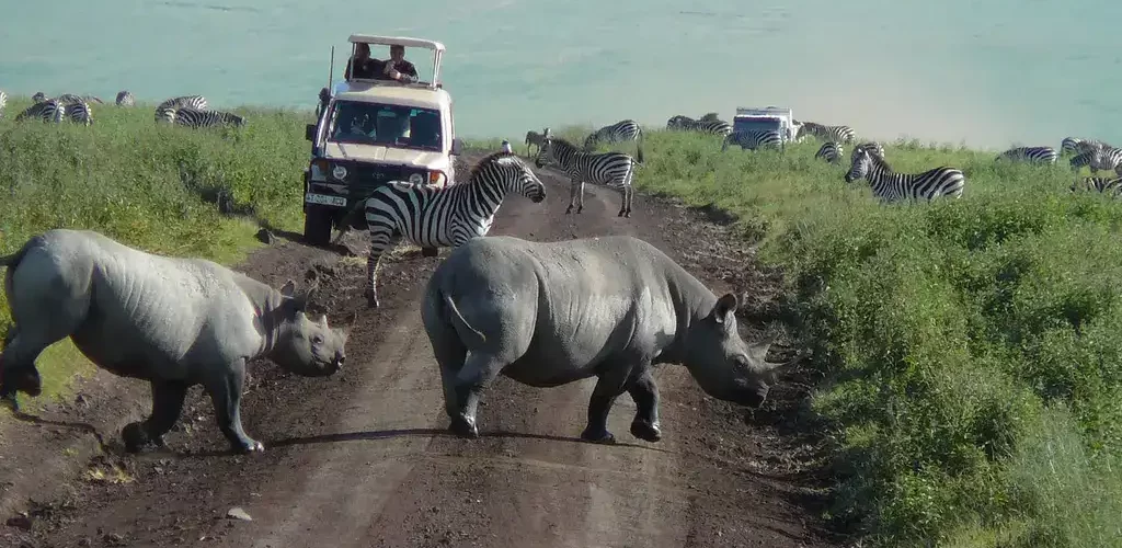 Ngorongoro Crater, Rhinos and Zebras