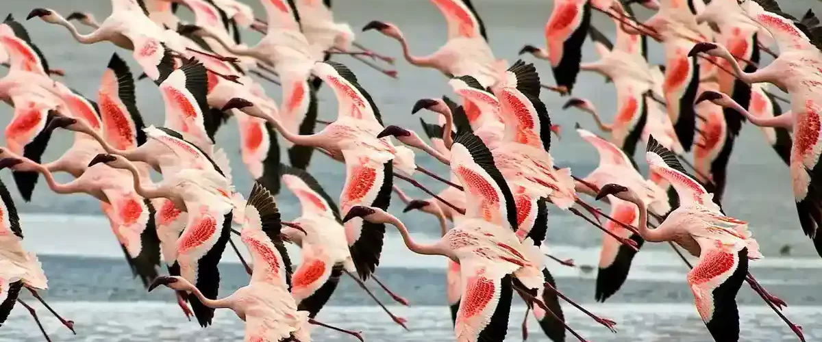 Lake Manyara Birdwatching - Tanzania Safari Experience