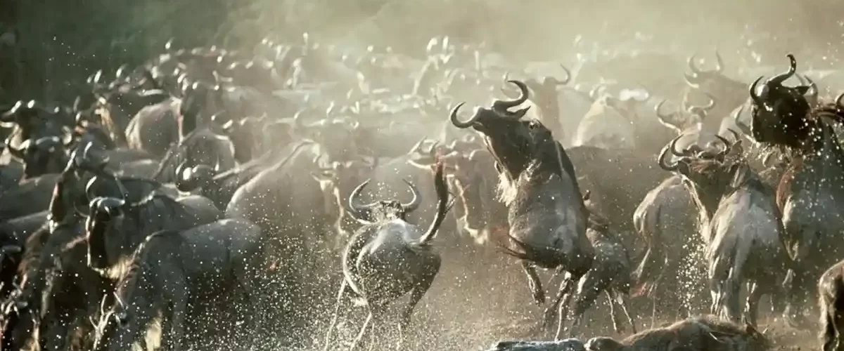 Experience the breathtaking Serengeti Great Wildebeest Migration with our customizable Tanzania safari packages