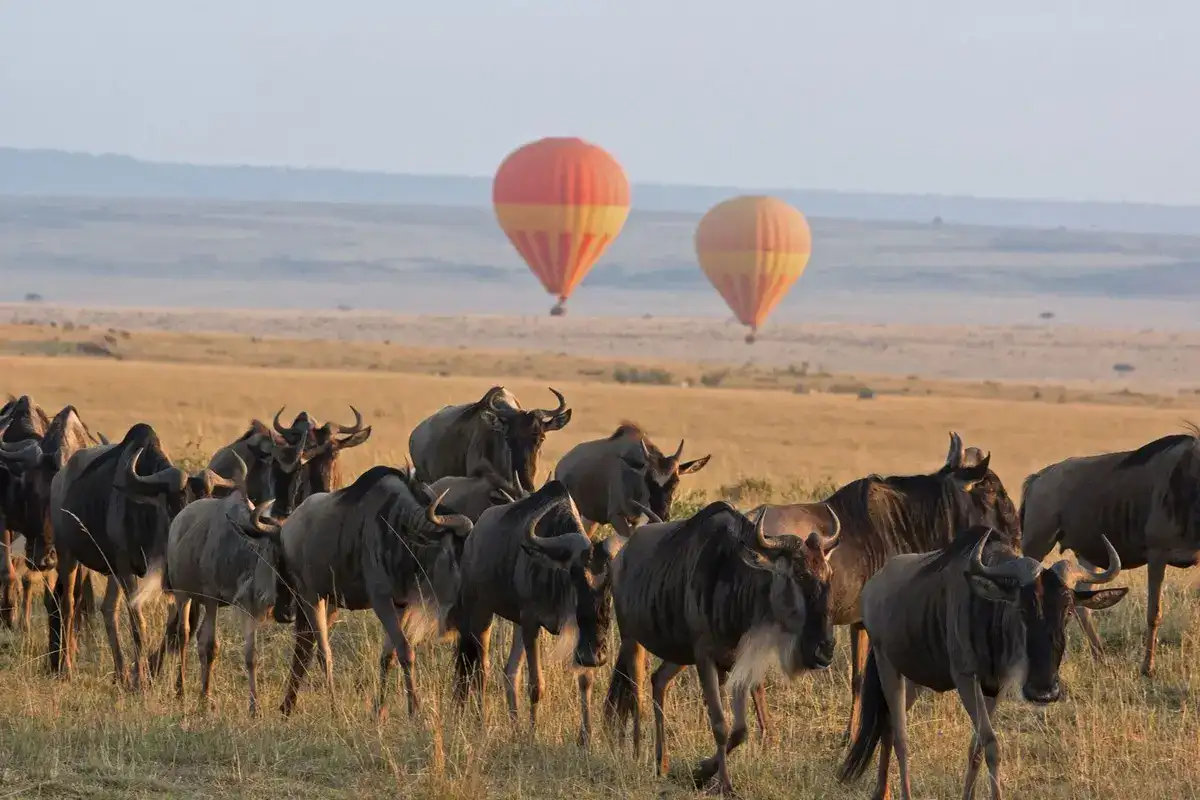 Serengeti balloon Wildebeest Migration. Serengeti Travel Guide