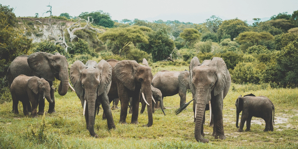 Captivating image showcasing the incredible wildlife and landscapes during Tanzania Tours and Safari, featuring majestic animals in their natural habitat.