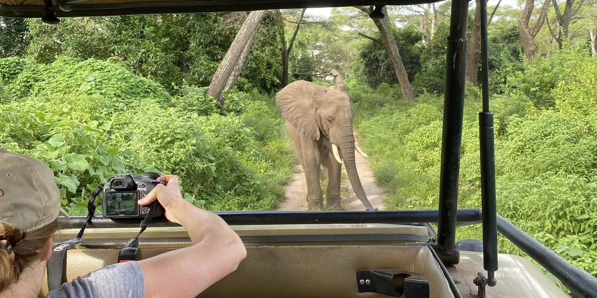 Captivating image showcasing the incredible wildlife and landscapes during Tanzania Tours and Safari, featuring majestic animals in their natural habitat.