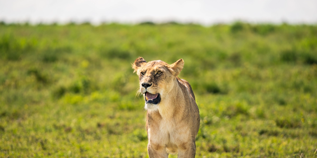 1 Day Ngorongoro Crater. A Day Itinerary To Ngorongoro. 1-Day Tarangire Tour Price. Des