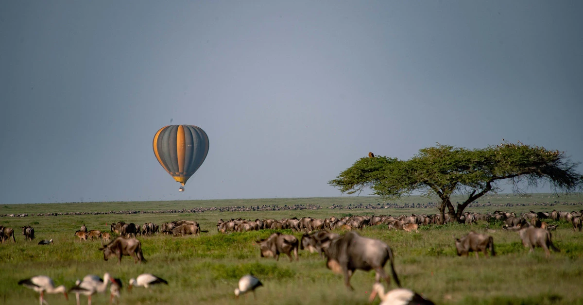 Compare the best deals on Serengeti Safaris. Find your best package choice for your visit to this reign king of all Africa National Parks.