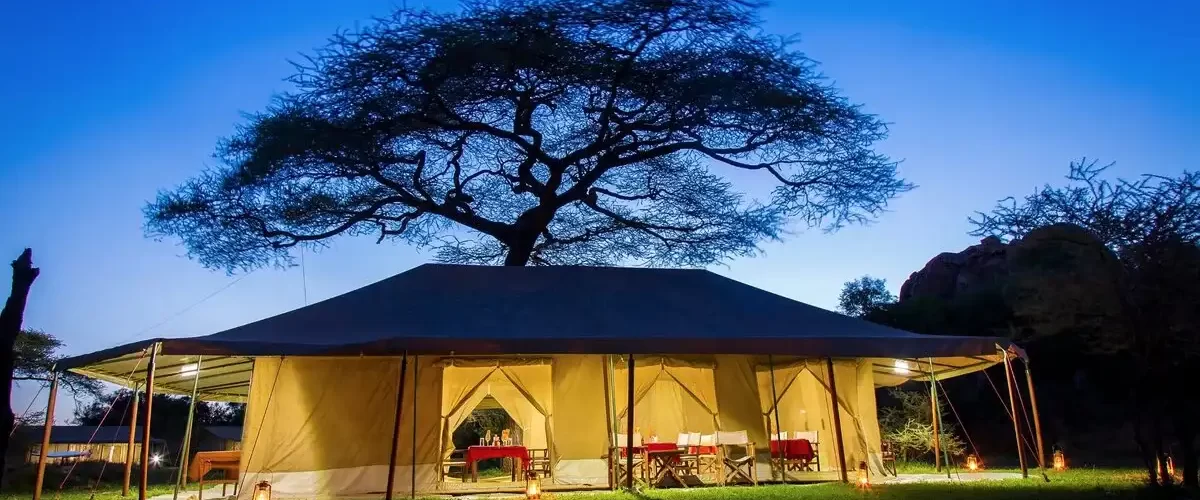 Captivating image showcasing the incredible wildlife and landscapes during Tanzania Tours and Safari, featuring majestic animals in their natural habitat.