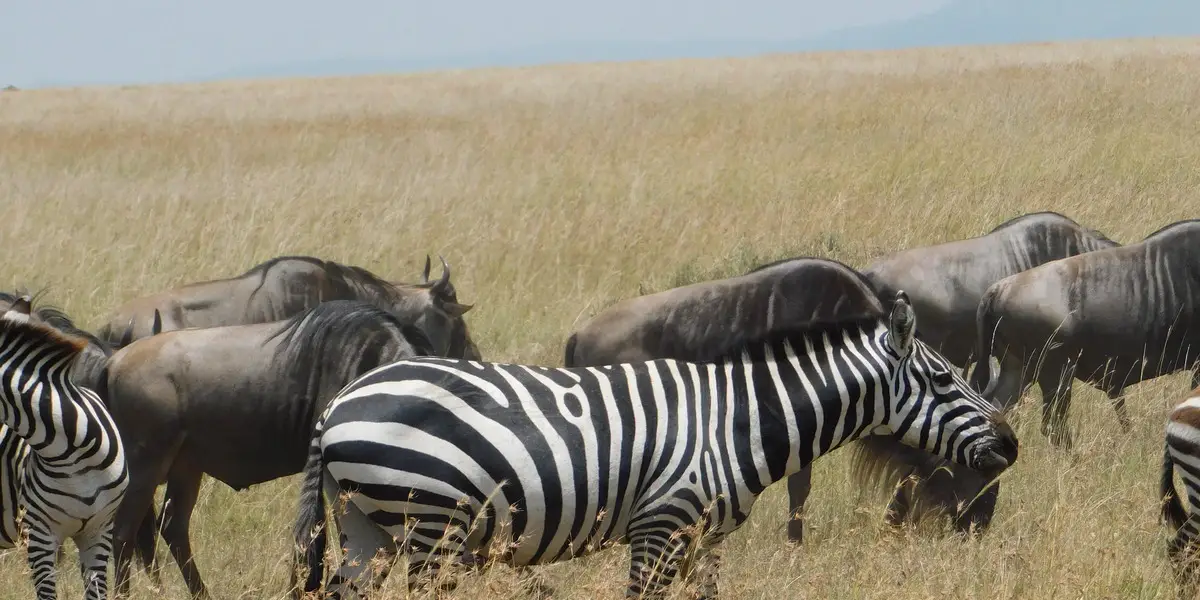 Captivating image showcasing the incredible wildlife and landscapes during Tanzania Tours and Safari, featuring majestic animals in their natural habitat.