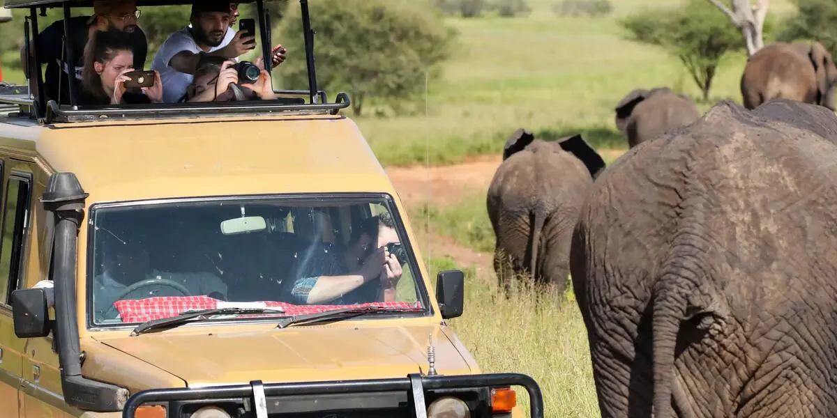 Captivating image showcasing the incredible wildlife and landscapes during Tanzania Tours and Safari, featuring majestic animals in their natural habitat.