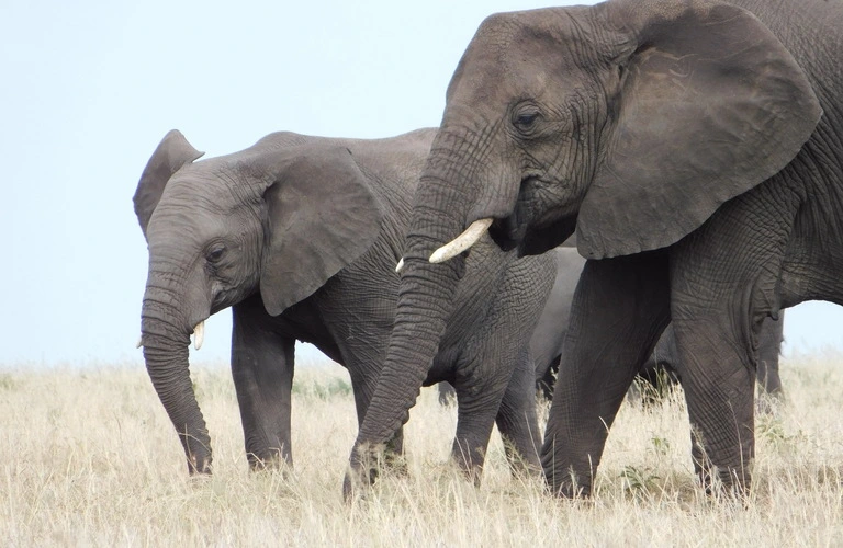 Discover the 1-day Tarangire safari in the 1-day Tarangire itinerary. The 1-day Tarangire tour costs. TB