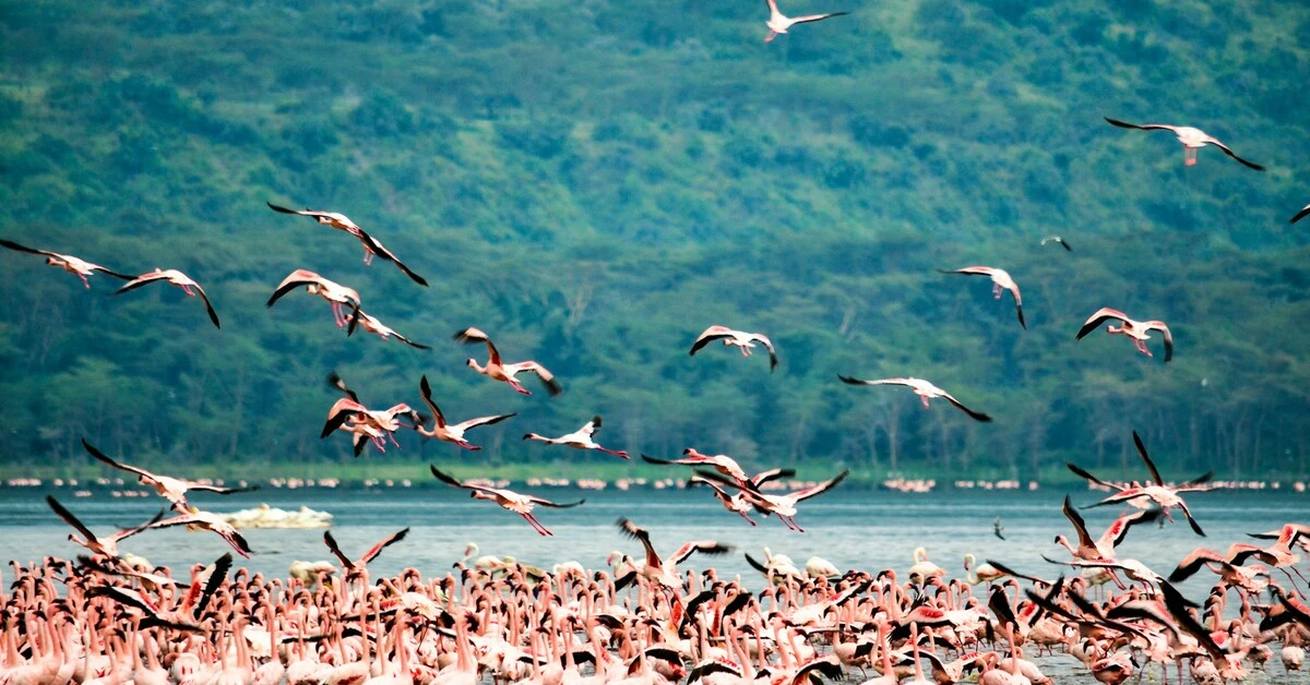 Explore the breathtaking nature of Lake Manyara Safari. Experienced wildlife and stunning landscapes by comparing Tanzania Travel's best deals.