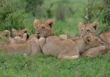 Captivating image showcasing the incredible wildlife and landscapes during Tanzania Tours and Safari, featuring majestic animals in their natural habitat.