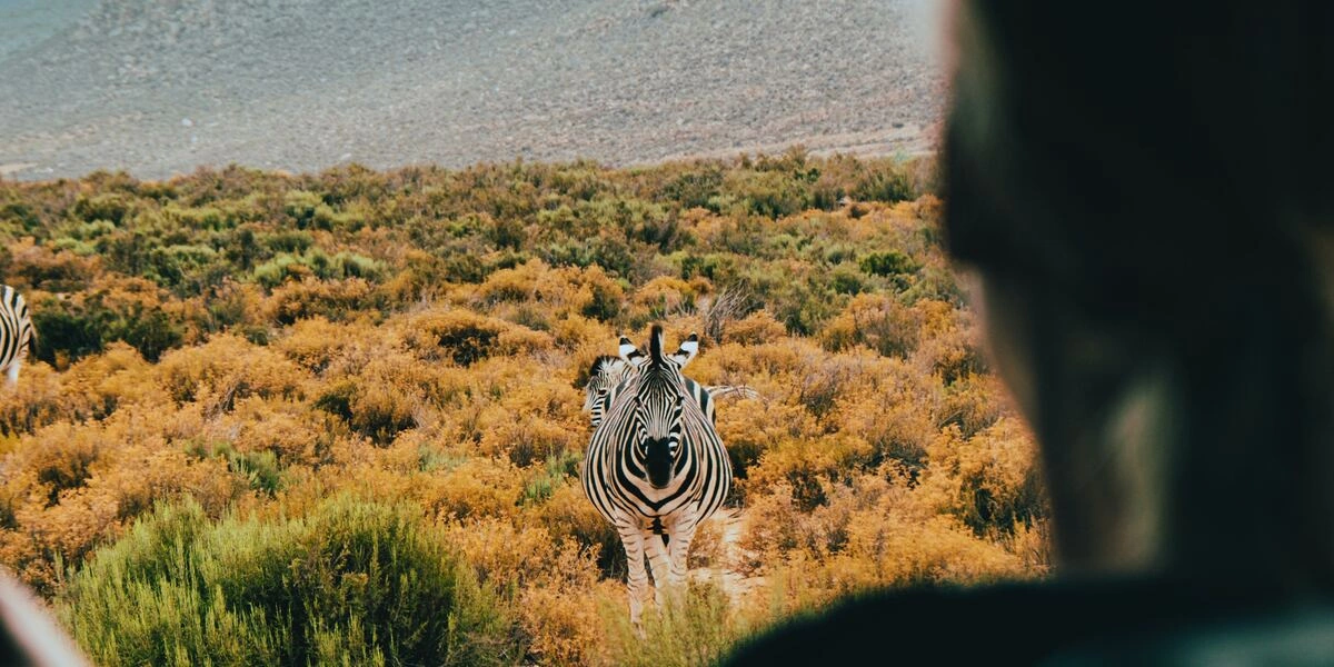 Captivating image showcasing the incredible wildlife and landscapes during Tanzania Tours and Safari, featuring majestic animals in their natural habitat.