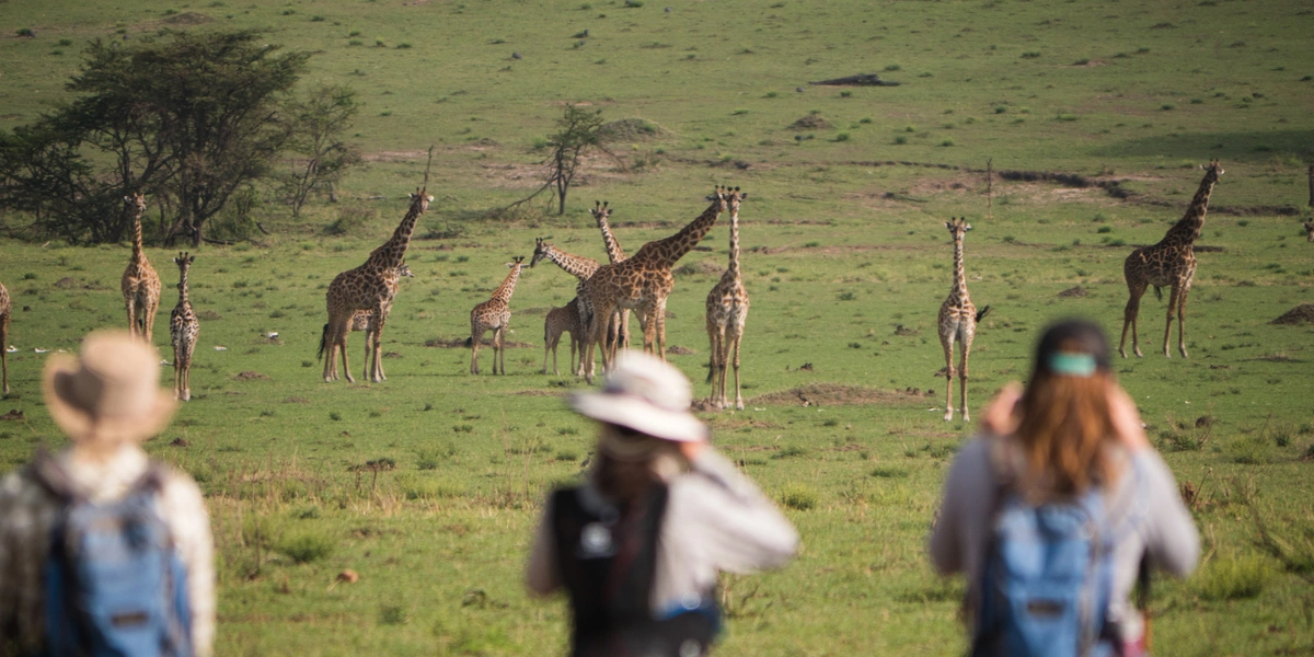 Captivating image showcasing the incredible wildlife and landscapes during Tanzania Tours and Safari, featuring majestic animals in their natural habitat.