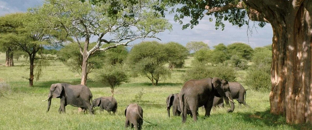 Captivating image showcasing the incredible wildlife and landscapes during Tanzania Tours and Safari, featuring majestic animals in their natural habitat.