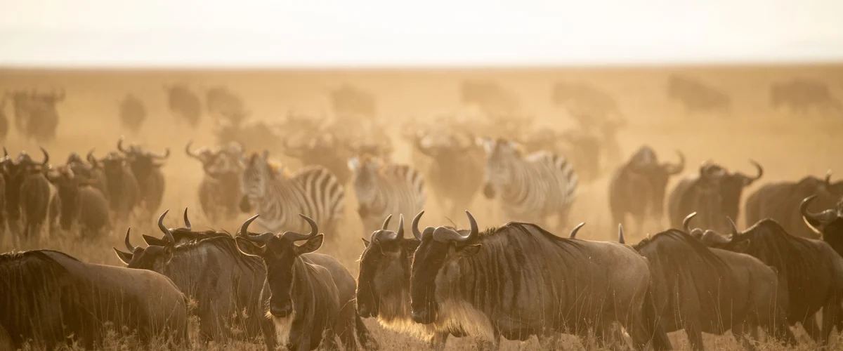 On our Serengeti Great Migration, you can see the Wildebeest Migration Safari like never before.