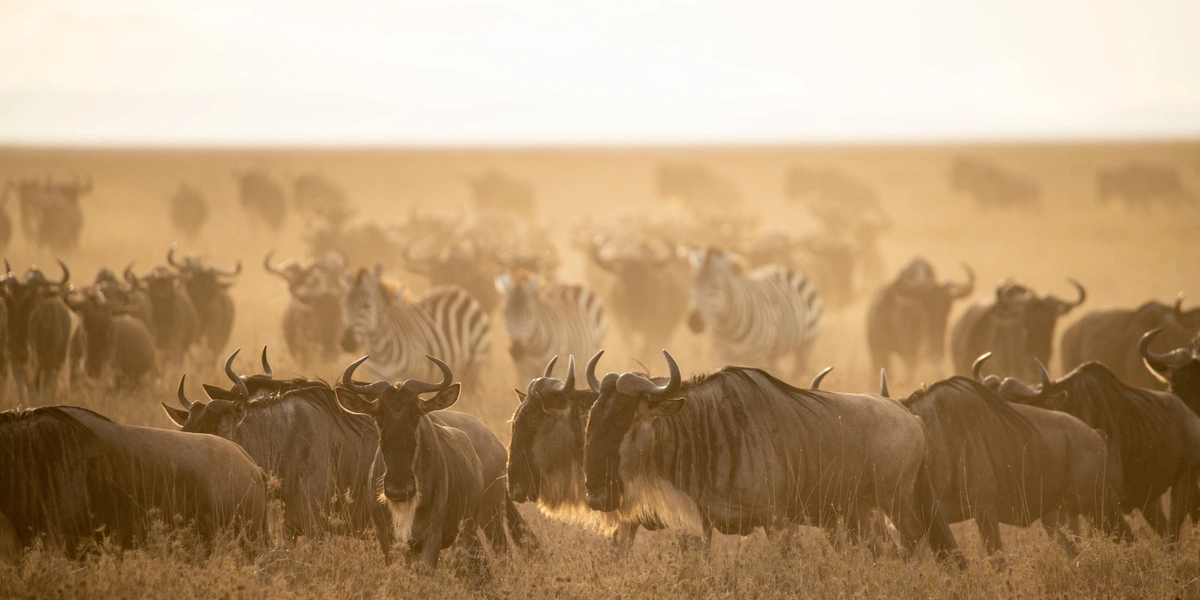 Captivating image showcasing the incredible wildlife and landscapes during Tanzania Tours and Safari, featuring majestic animals in their natural habitat.