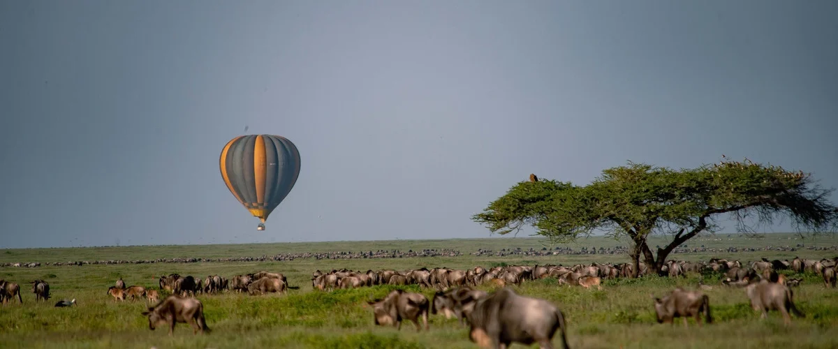Explore the 5 best Serengeti safaris in Tanzania’s iconic national park.