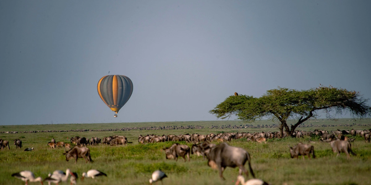 Explore the 5 best Serengeti safaris in Tanzania’s iconic national park.