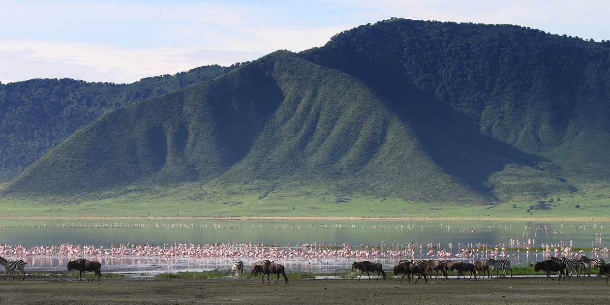 Captivating image showcasing the incredible wildlife and landscapes during Tanzania Tours and Safari, featuring majestic animals in their natural habitat.