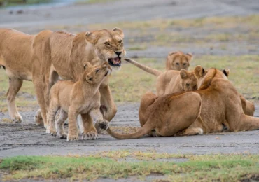 Captivating image showcasing the incredible wildlife and landscapes during Tanzania Tours and Safari, featuring majestic animals in their natural habitat.