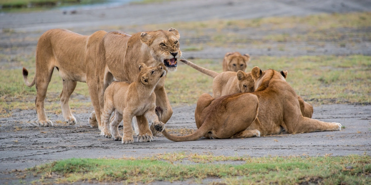 Captivating image showcasing the incredible wildlife and landscapes during Tanzania Tours and Safari, featuring majestic animals in their natural habitat.