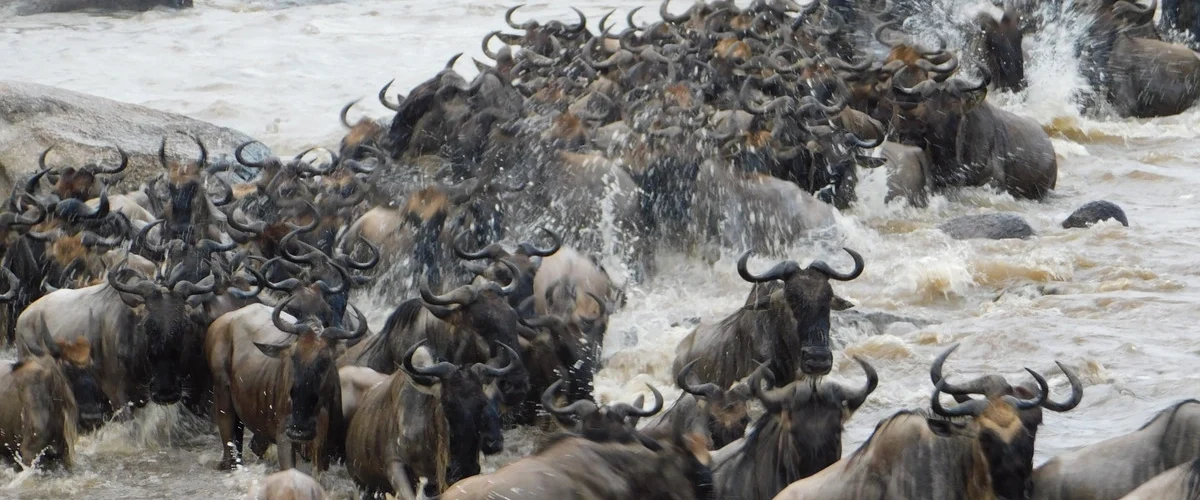 Captivating image showcasing the incredible wildlife and landscapes during Tanzania Tours and Safari, featuring majestic animals in their natural habitat.