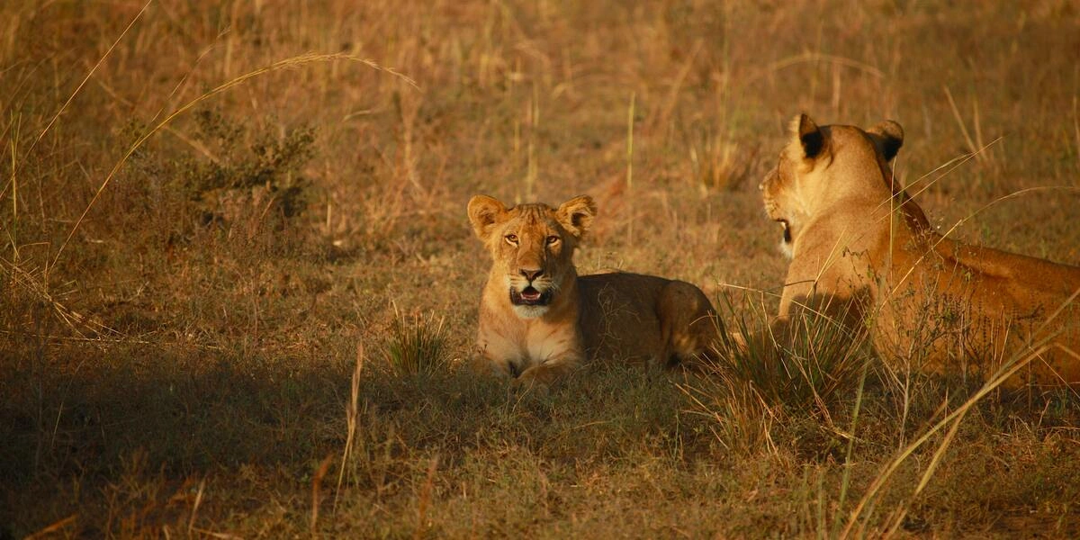 3-Day Serengeti Safari Tours with 3-Day Serengeti Itinerary, inclusive of 3-Day Serengeti Cost. Desk